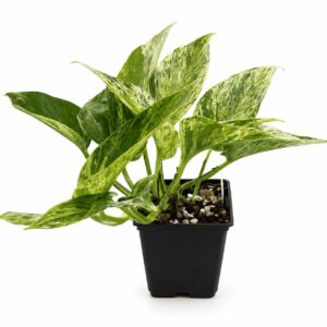 Epipremnum aureum ‘Marble queen’