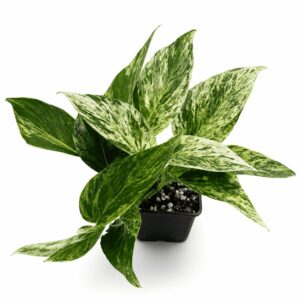 Epipremnum aureum ‘Marble queen’