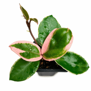 Hoya carnosa albomarginata