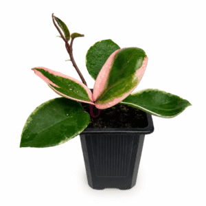 Hoya carnosa albomarginata