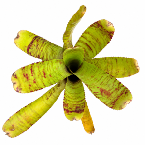Neoregelia ampullacea Clone