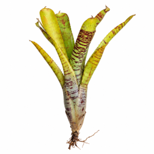 Neoregelia ampullacea Clone