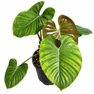 Philodendron lynamii