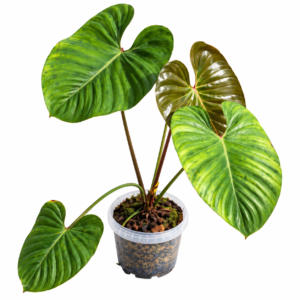 Philodendron lynamii