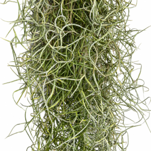 Tillandsia usneoides