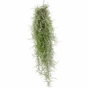 Tillandsia usneoides